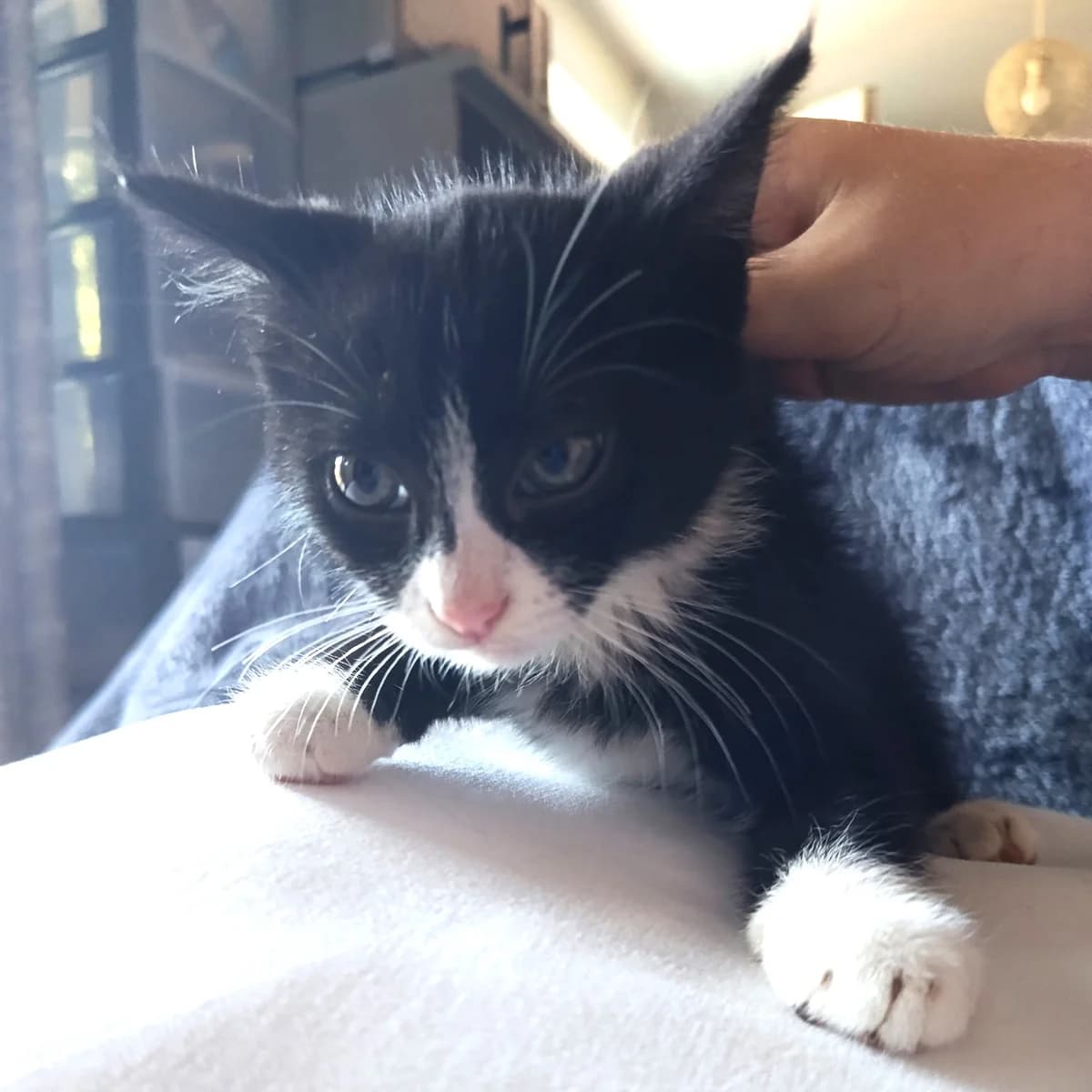 Tarzan, Mixed Breed for adoption at Chats Libres Nîmes