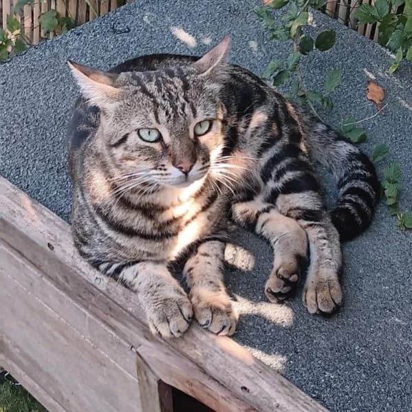 Tigrou, female 3yo Mixed Breed for adoption at Chats Libres Nîmes