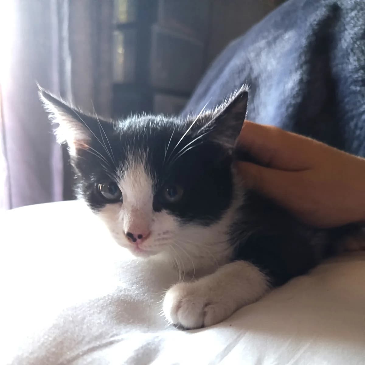Tina, female Mixed Breed for adoption at Chats Libres Nîmes