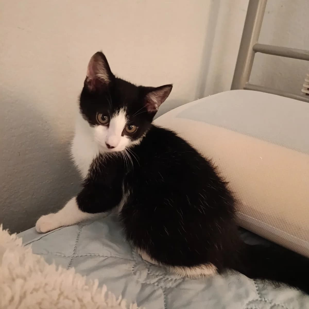 Tina, female Mixed Breed for adoption at Chats Libres Nîmes