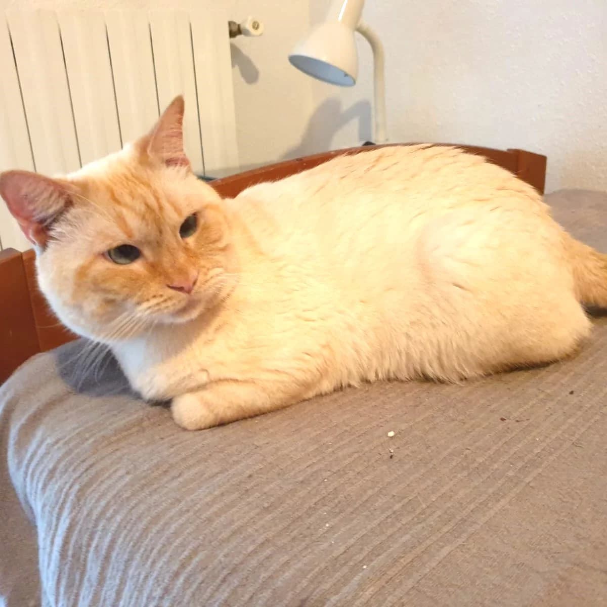 Tom, young Mixed Breed for adoption at Chats Libres Nîmes
