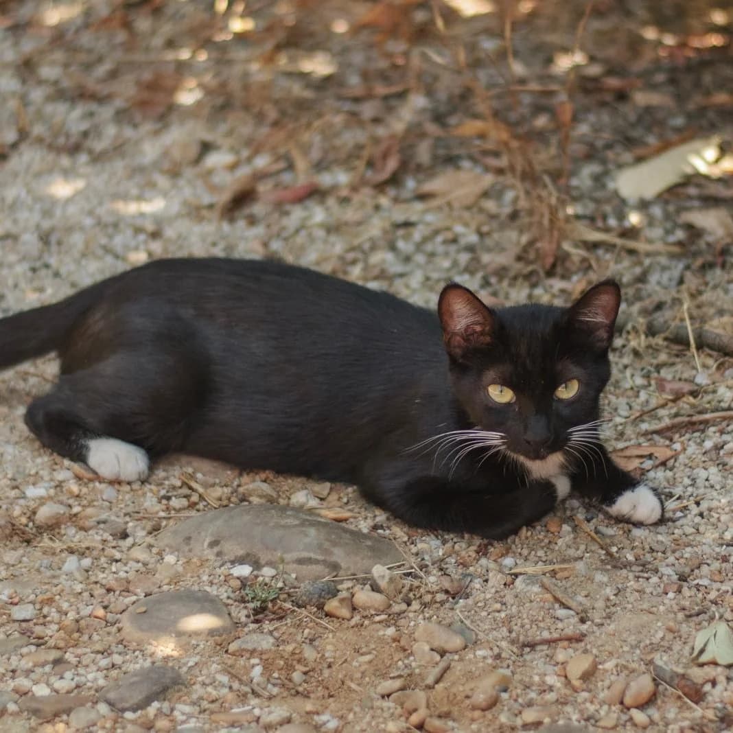 Truffe, female Mixed Breed for adoption at Chats Libres Nîmes