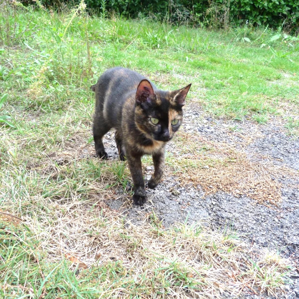 Mimi recherche une famille d&rsquo, female Mixed Breed for adoption at Chats Libres Nîmes