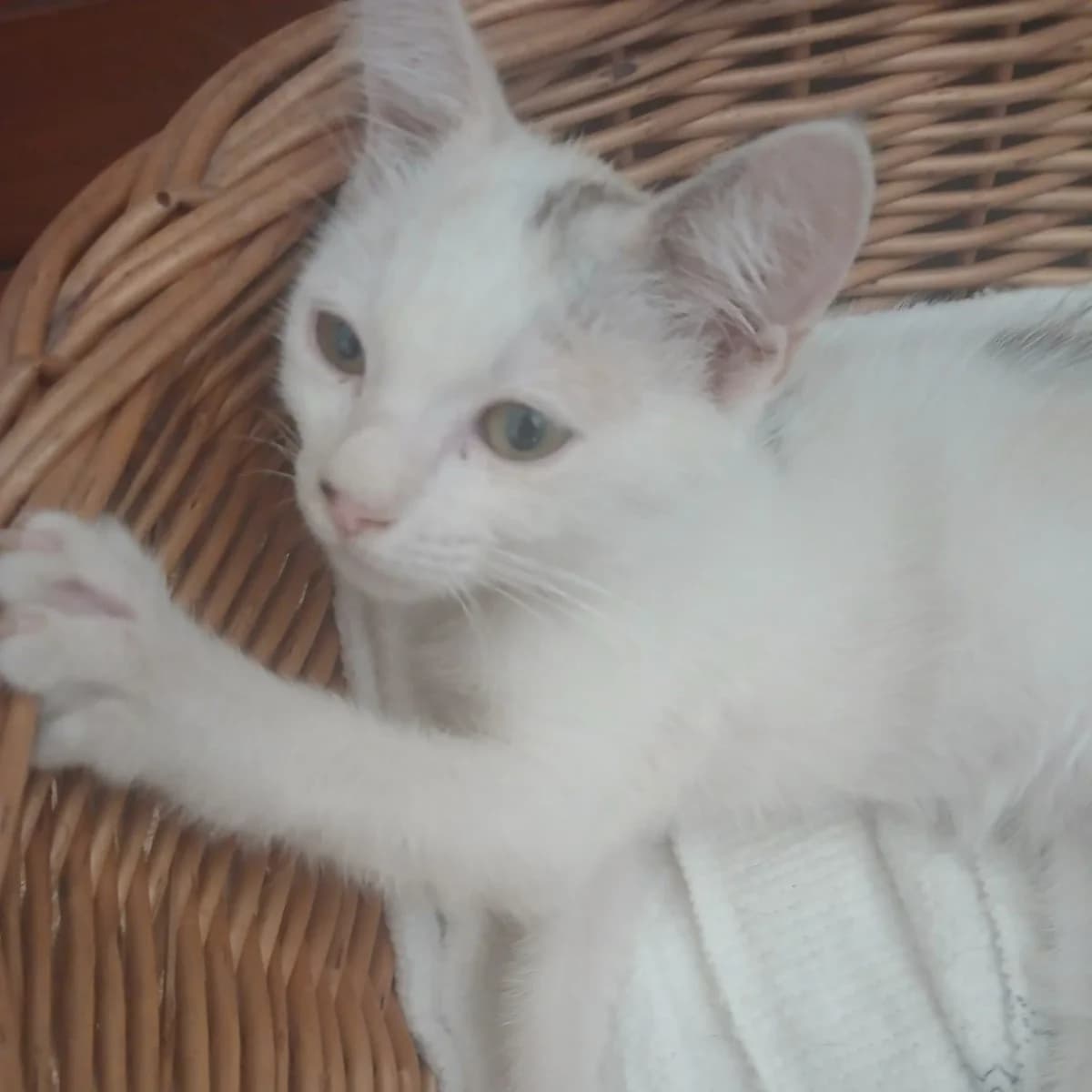 Vanille, female Mixed Breed for adoption at Chats Libres Nîmes