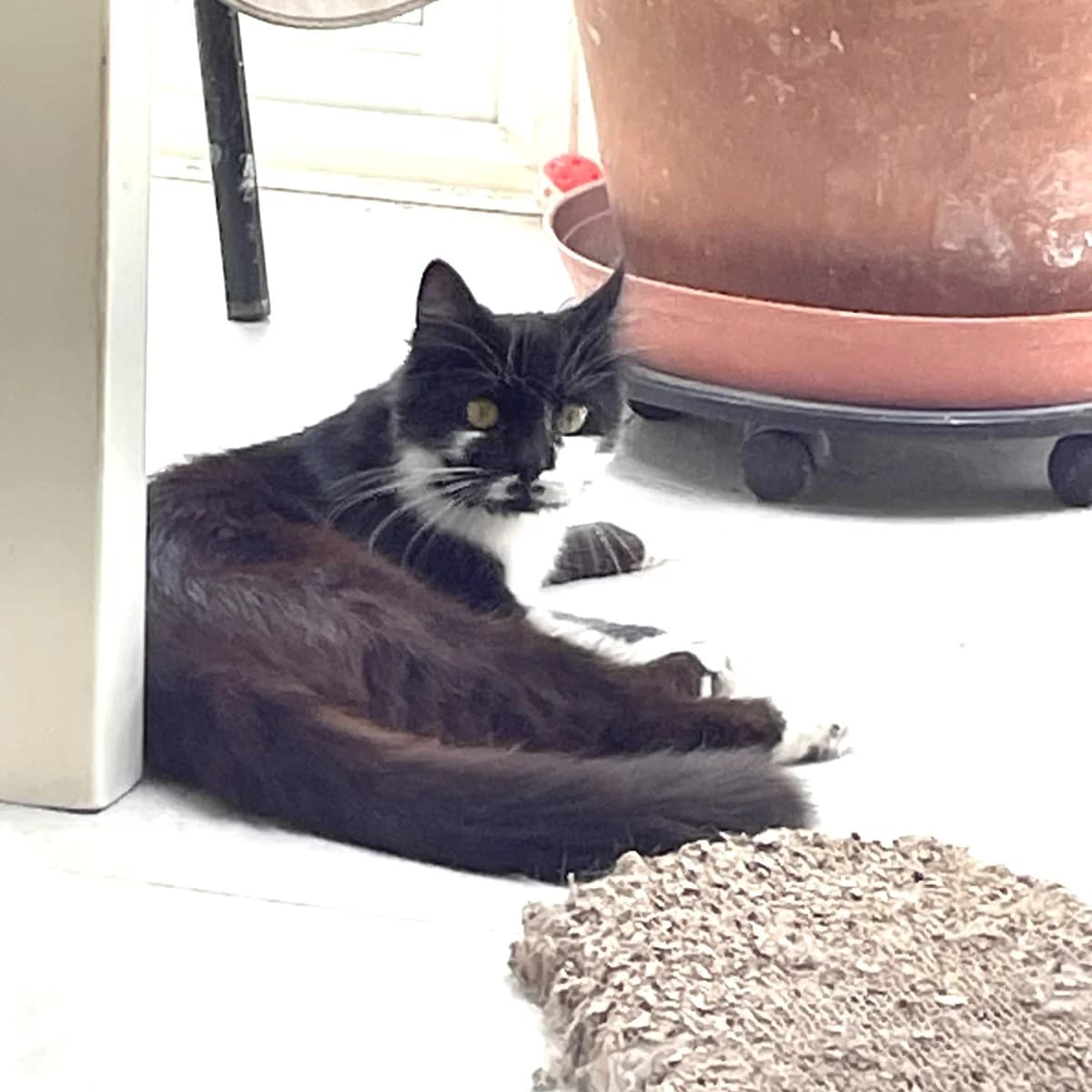 Victoire, female Mixed Breed for adoption at Chats Libres Nîmes