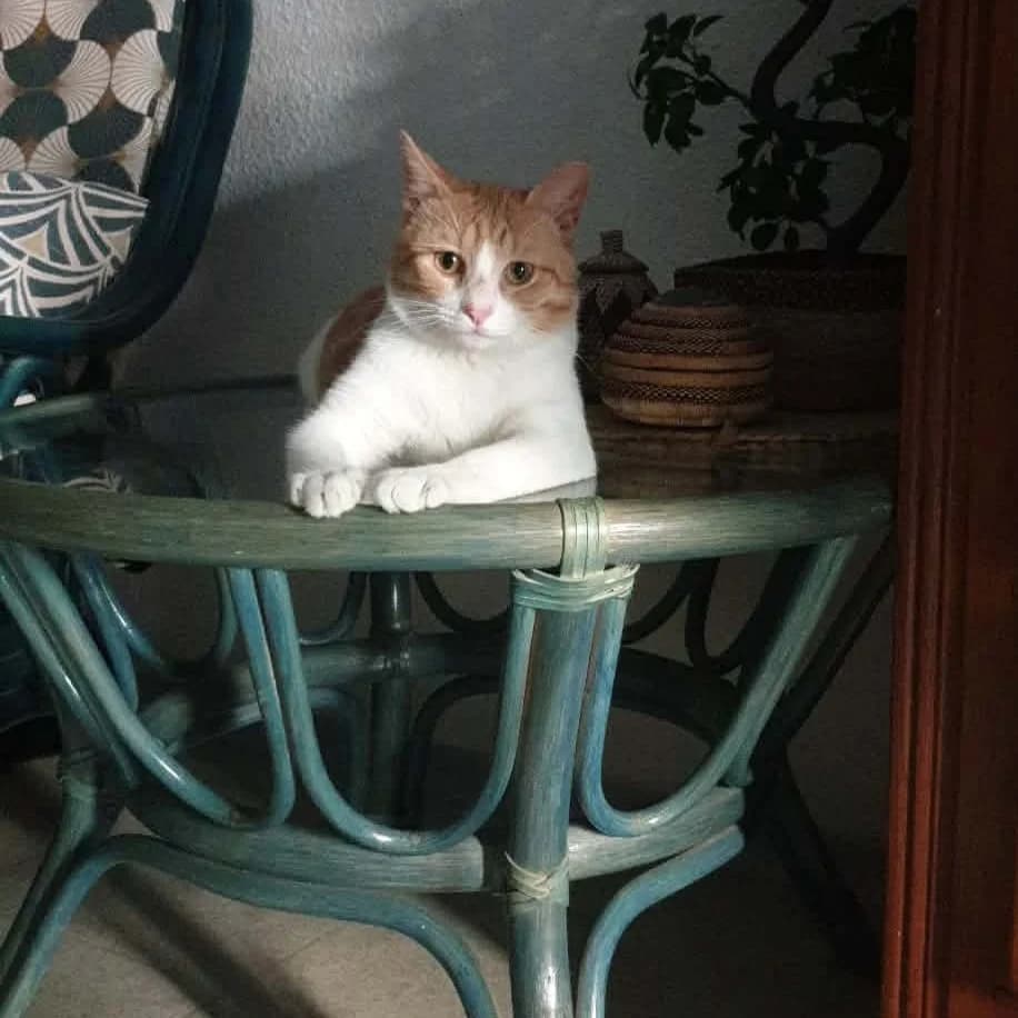 Victor, Mixed Breed for adoption at Chats Libres Nîmes