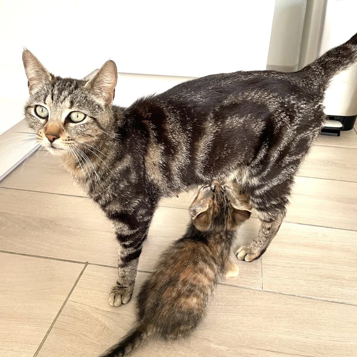 Violette, female young Mixed Breed for adoption at Chats Libres Nîmes