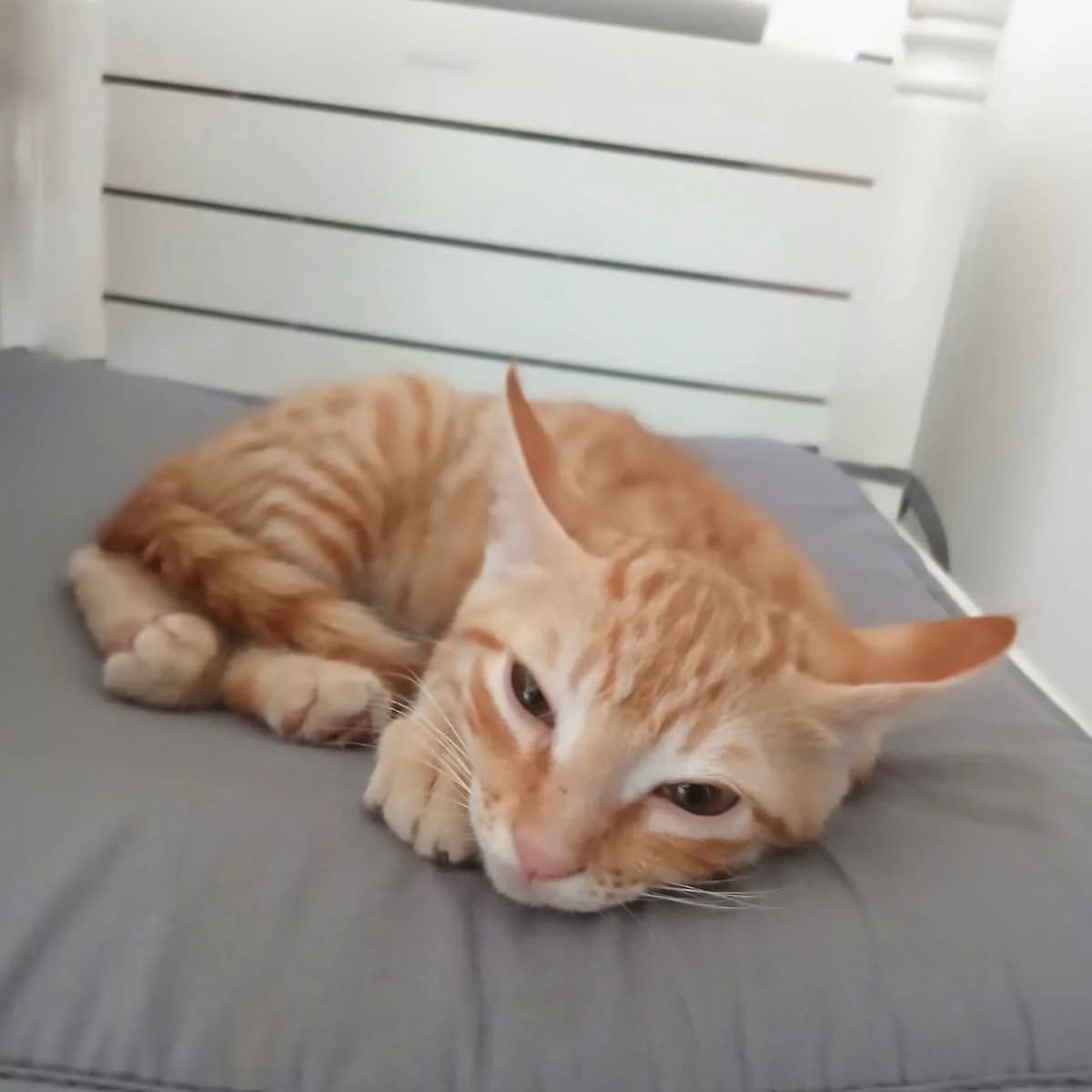 Voyou, Mixed Breed for adoption at Chats Libres Nîmes