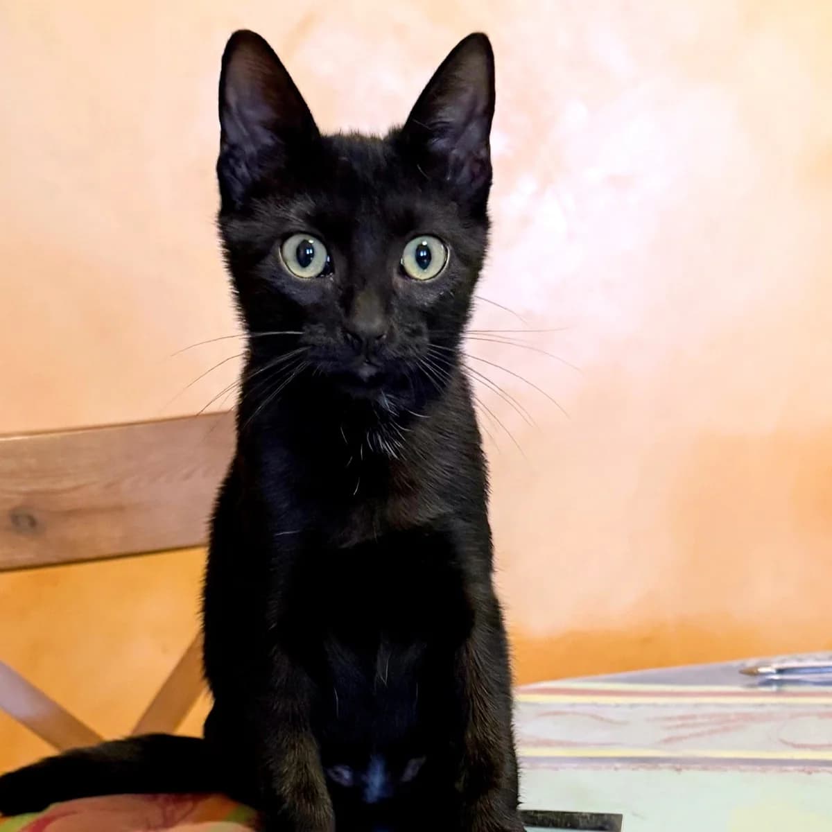 Yellow, puppy Mixed Breed for adoption at Chats Libres Nîmes