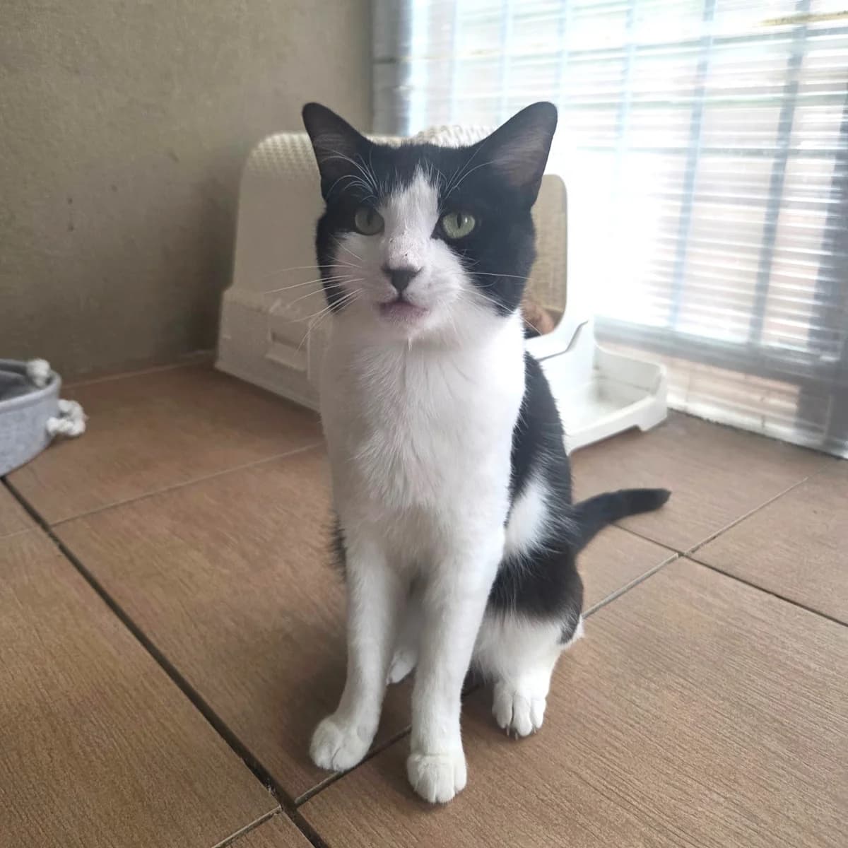 Zorro, female young Mixed Breed for adoption at Chats Libres Nîmes