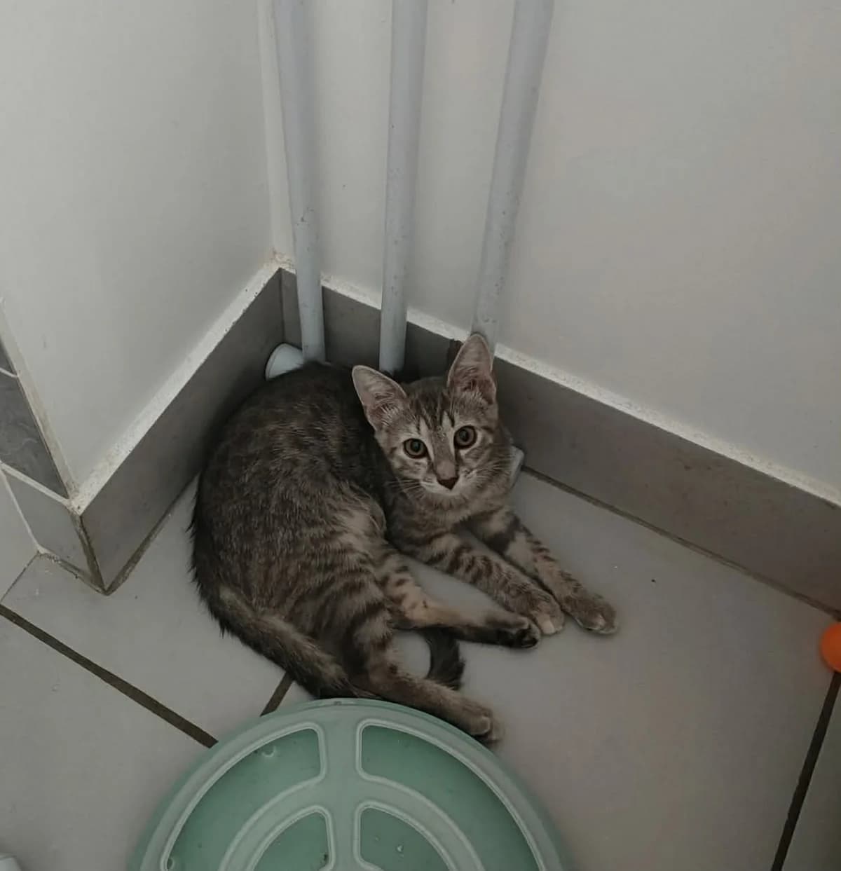 blue, female Mixed Breed for adoption at Chats