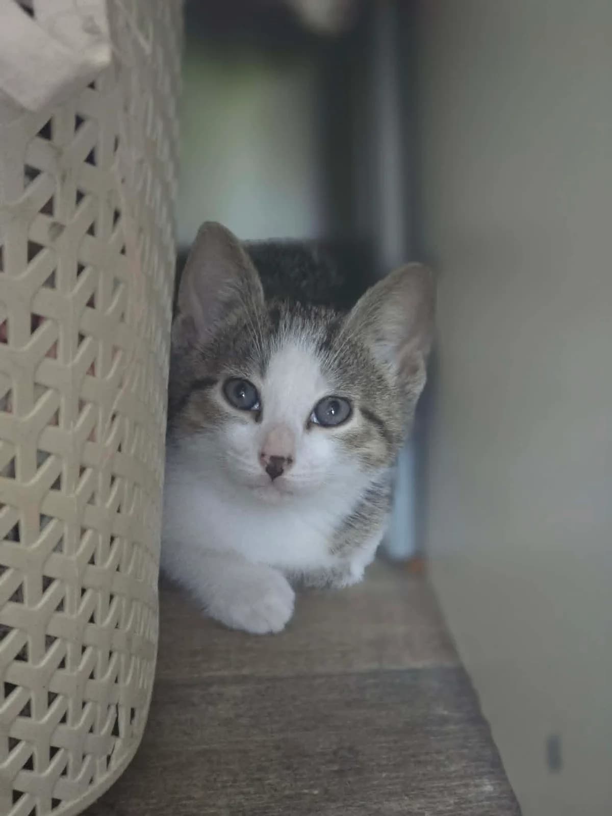 bouchon, male Mixed Breed for adoption at Chats
