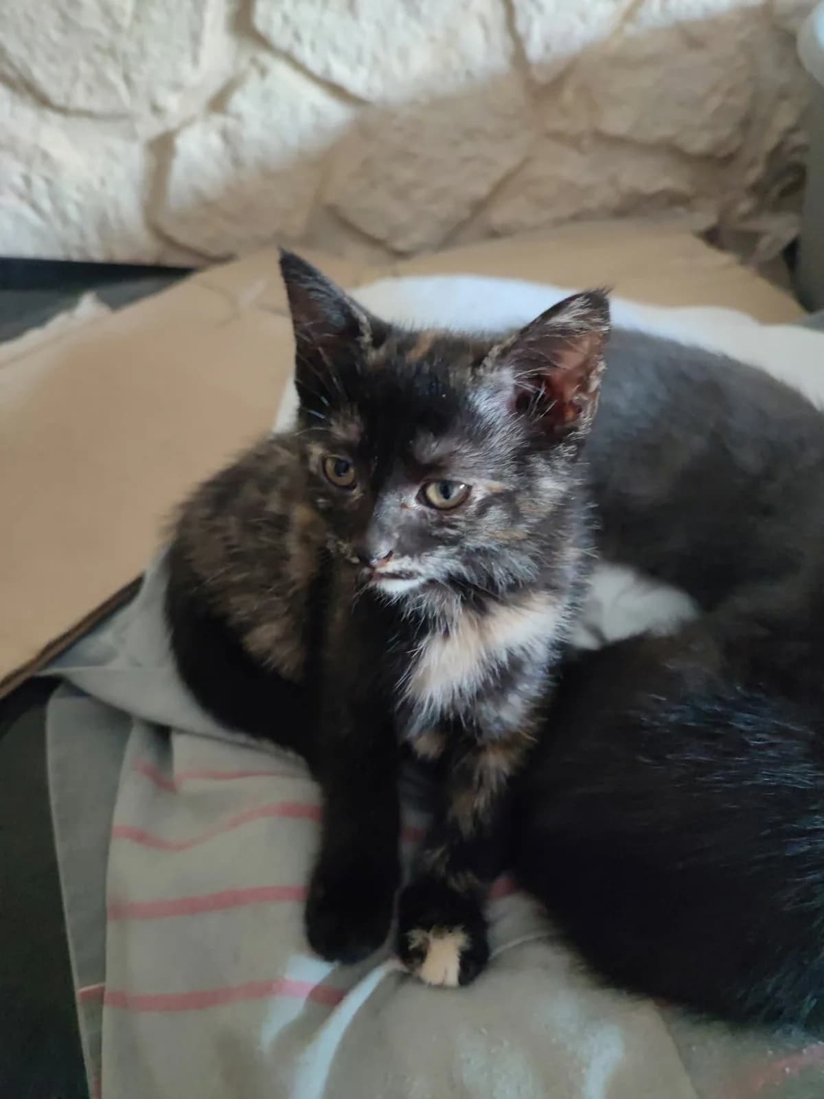 chipie, female Mixed Breed for adoption at Chats