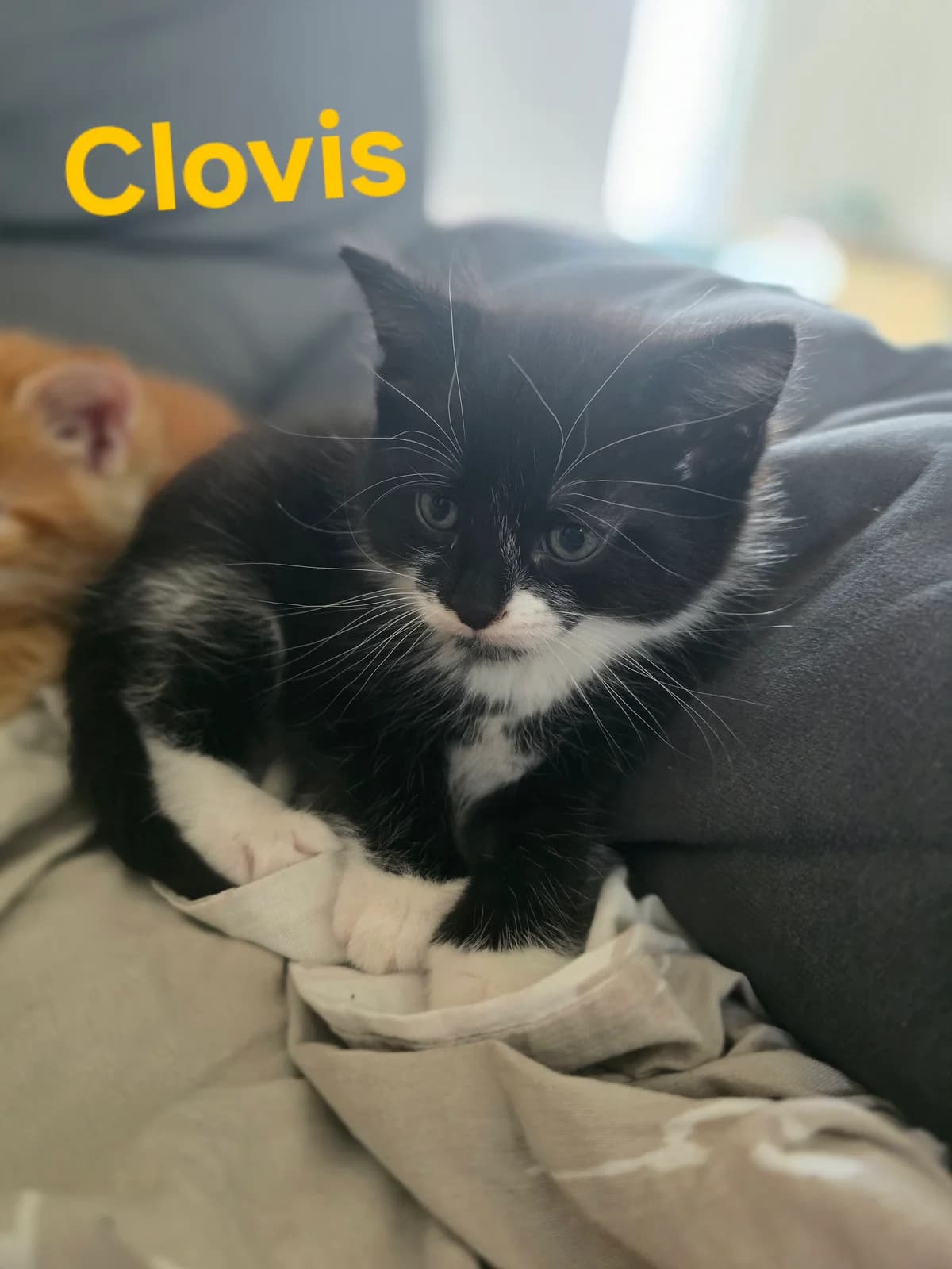 Clovis, male Mixed Breed for adoption at Chats