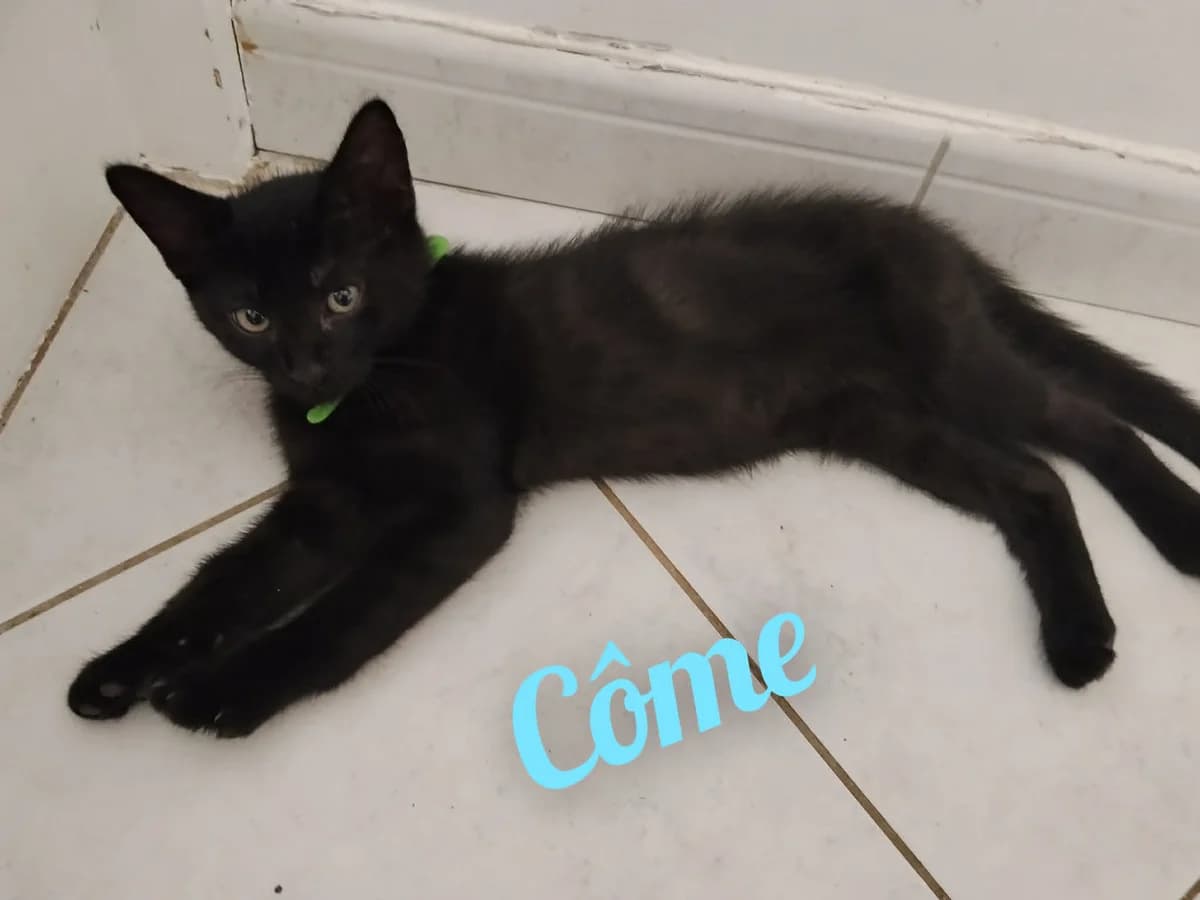 come, male Mixed Breed for adoption at Chats