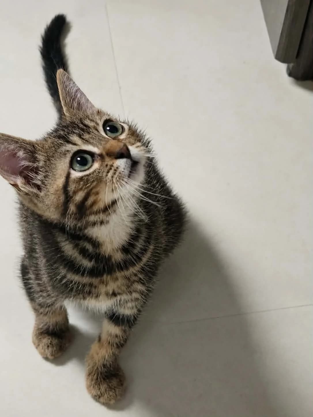 cosmix, male Mixed Breed for adoption at Chats