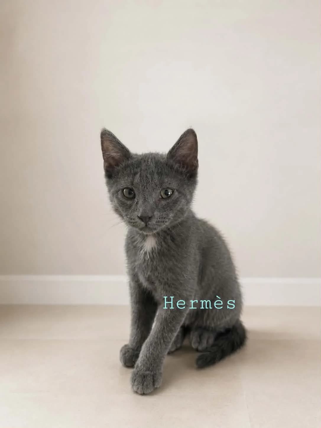 hermes, male Mixed Breed for adoption at Chats