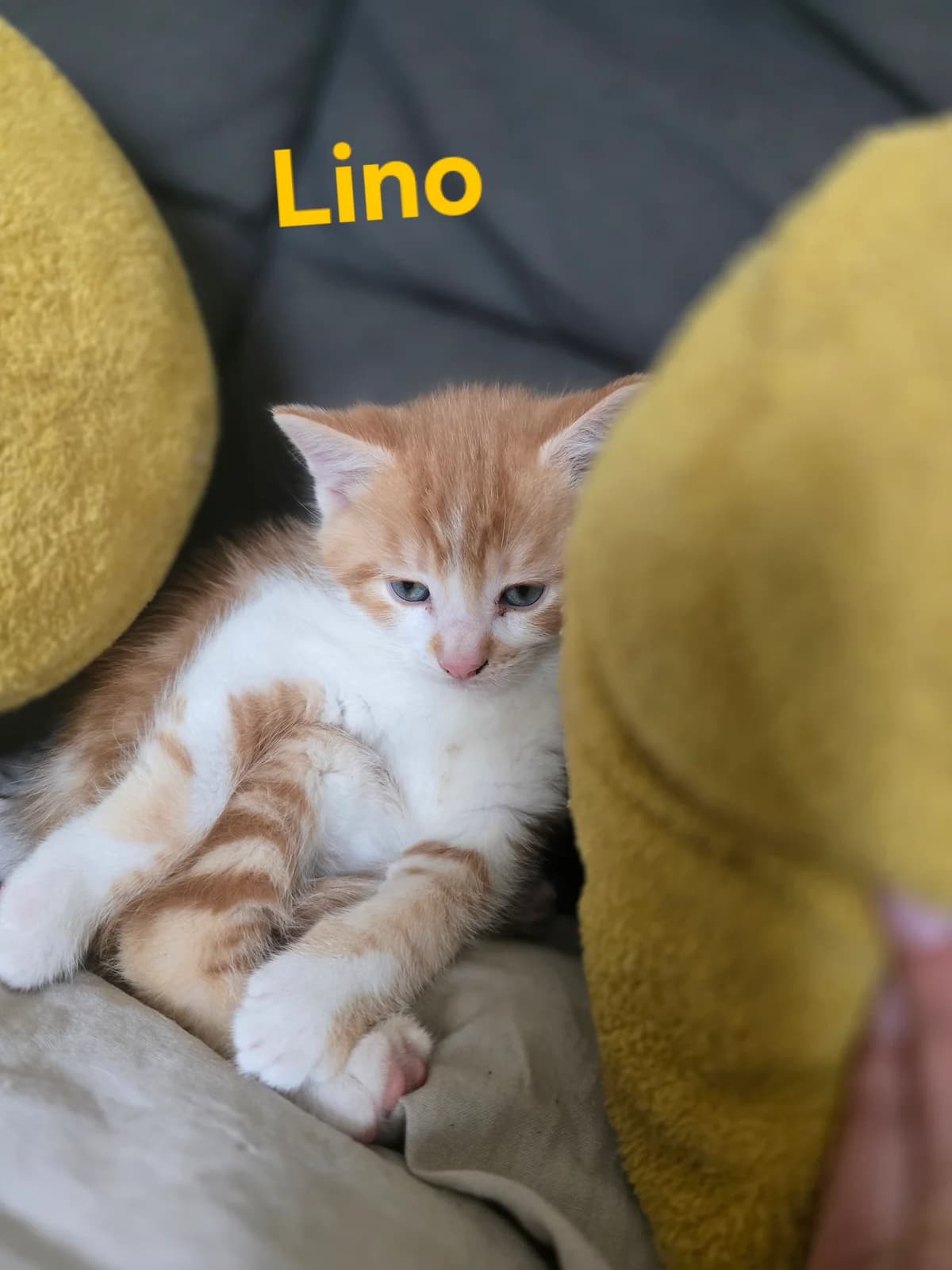 Lino, male Mixed Breed for adoption at Chats