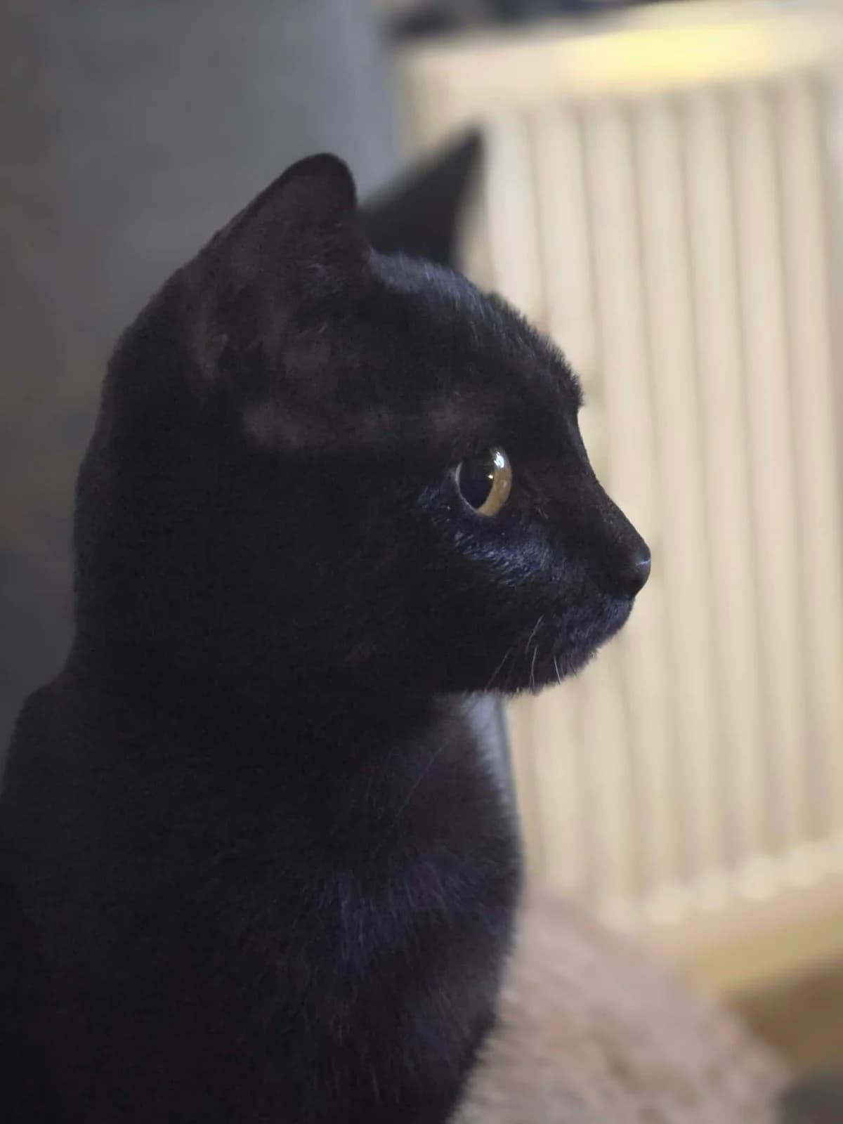 myreliss, female Mixed Breed for adoption at Chats