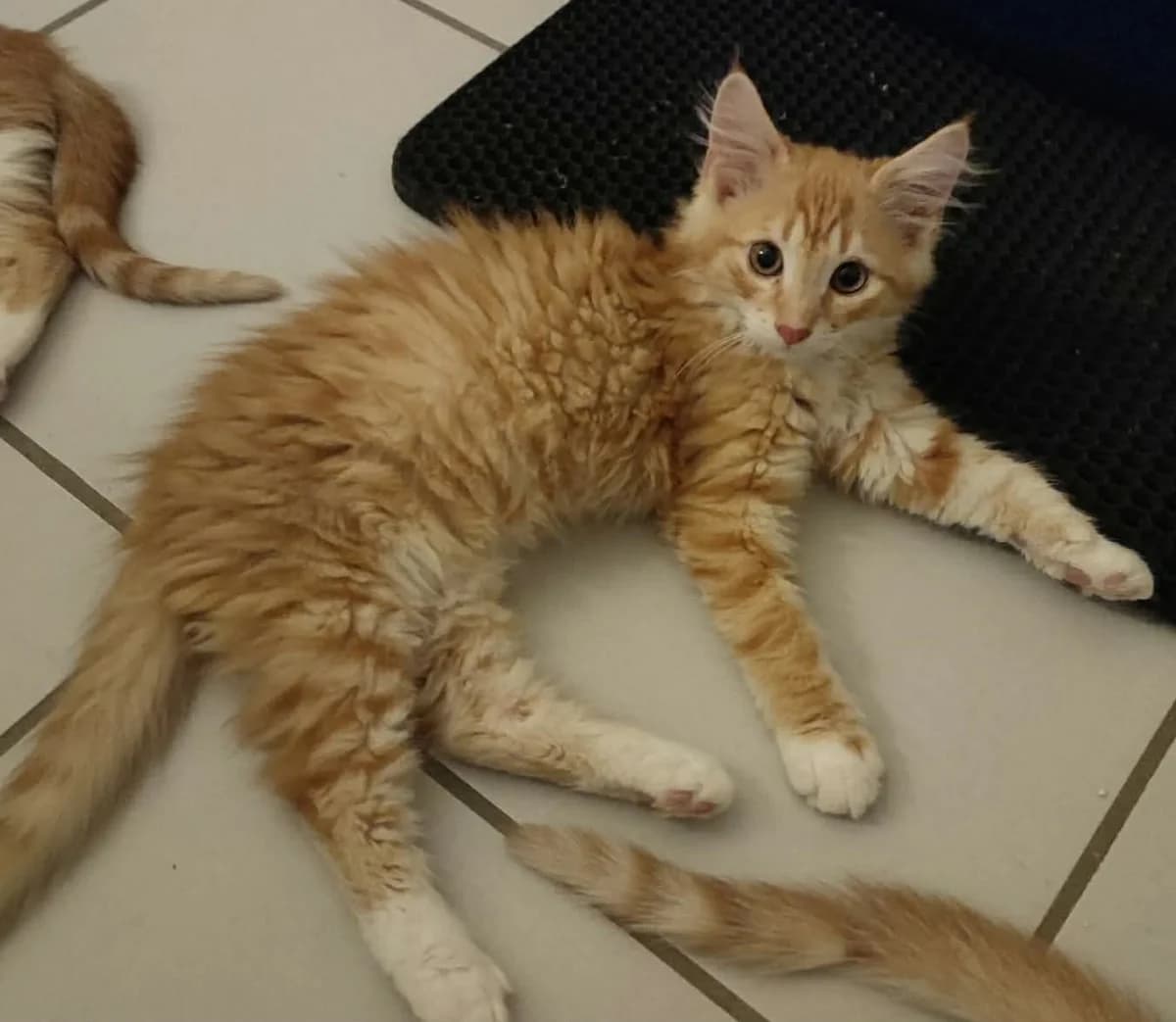 nounours, male Mixed Breed for adoption at Chats