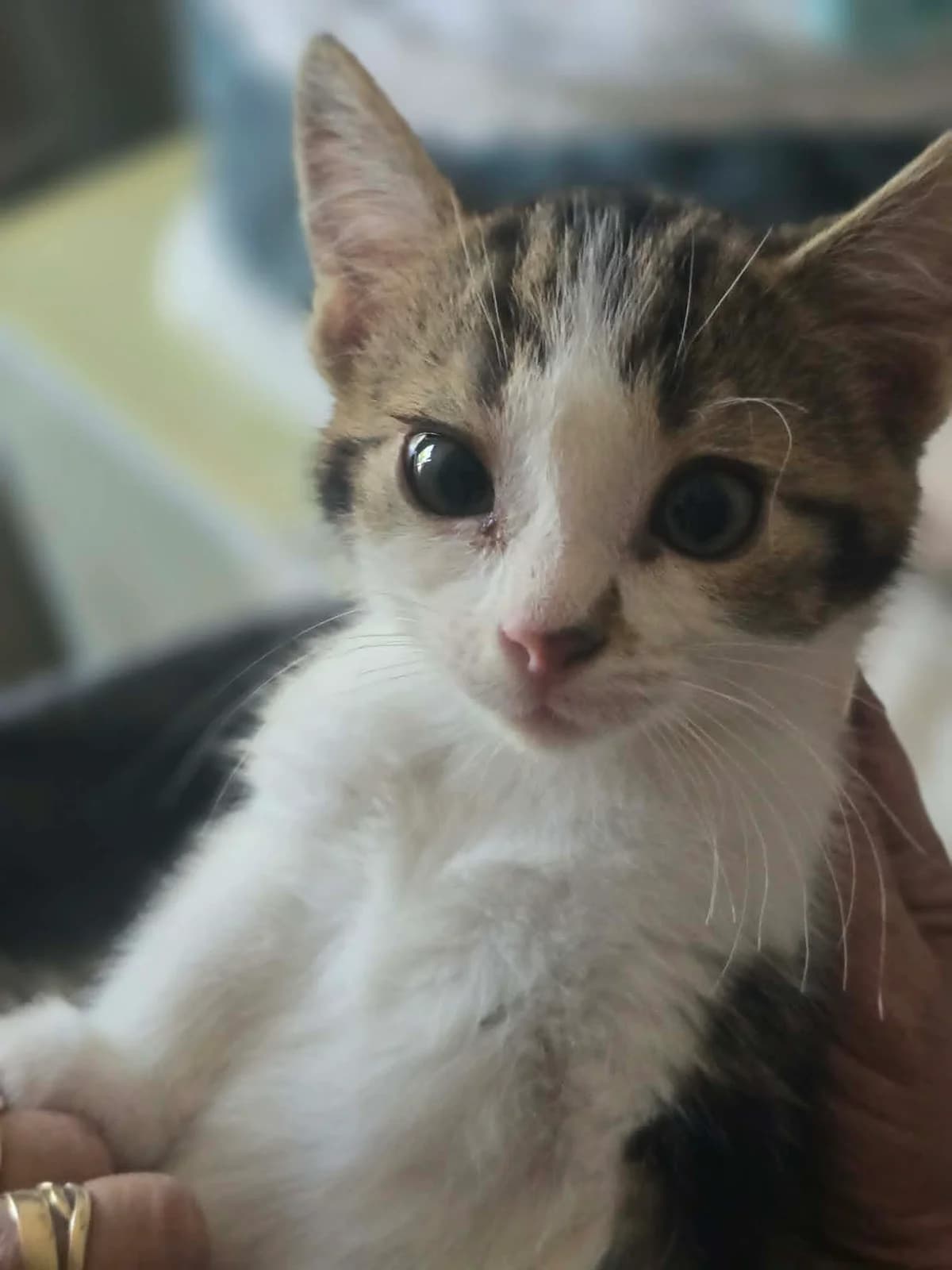 pito, male Mixed Breed for adoption at Chats