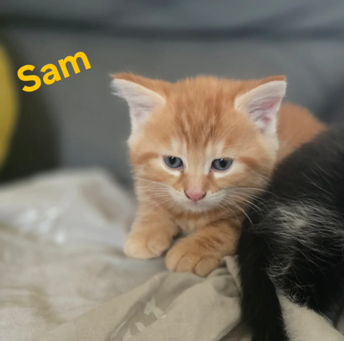 Sam, male Mixed Breed for adoption at Chats