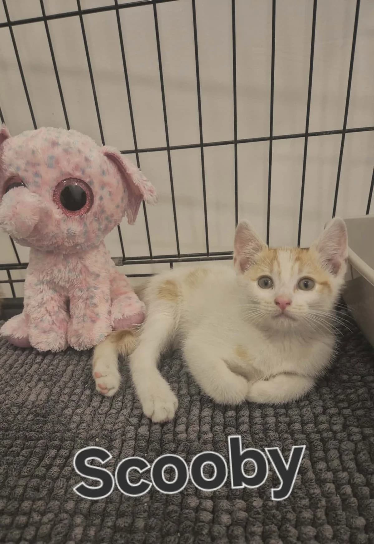scoopy, male Mixed Breed for adoption at Chats