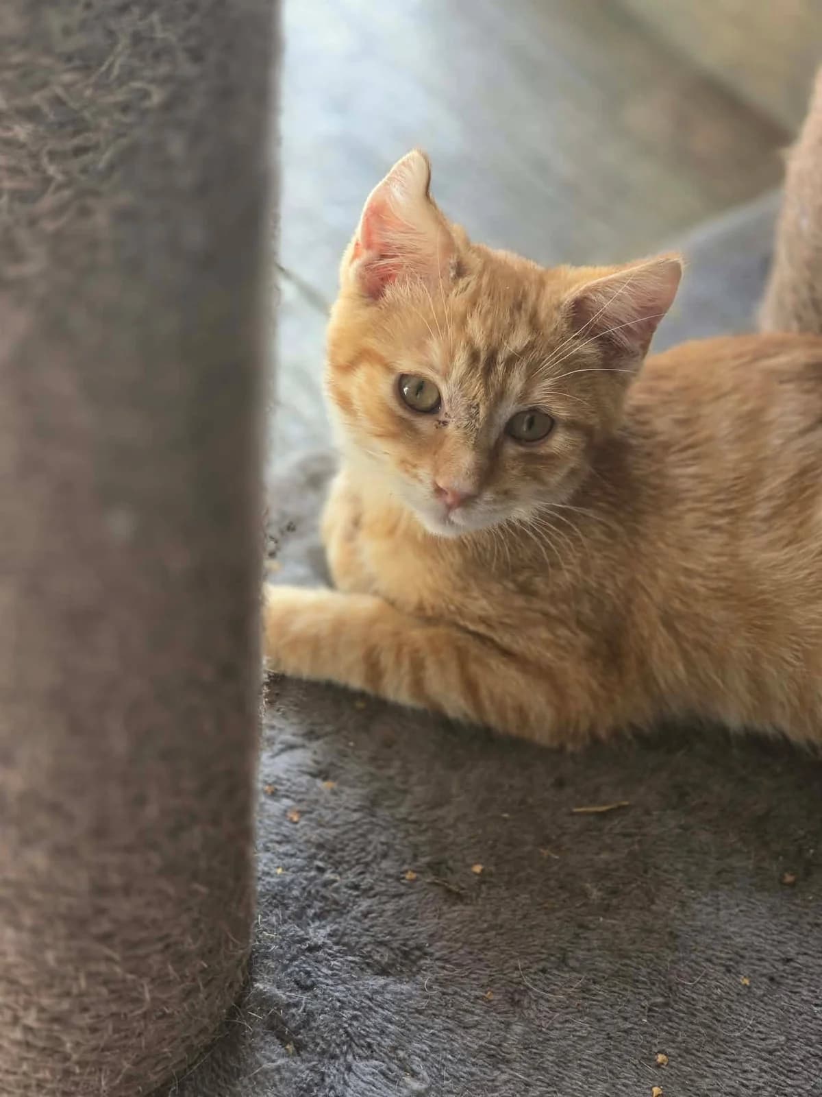 soleil, male Mixed Breed for adoption at Chats