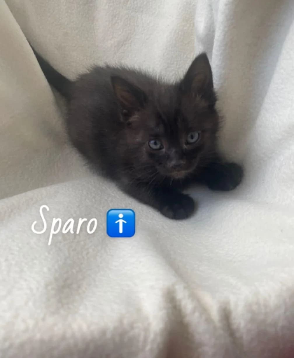Sparo, male Mixed Breed for adoption at Chats