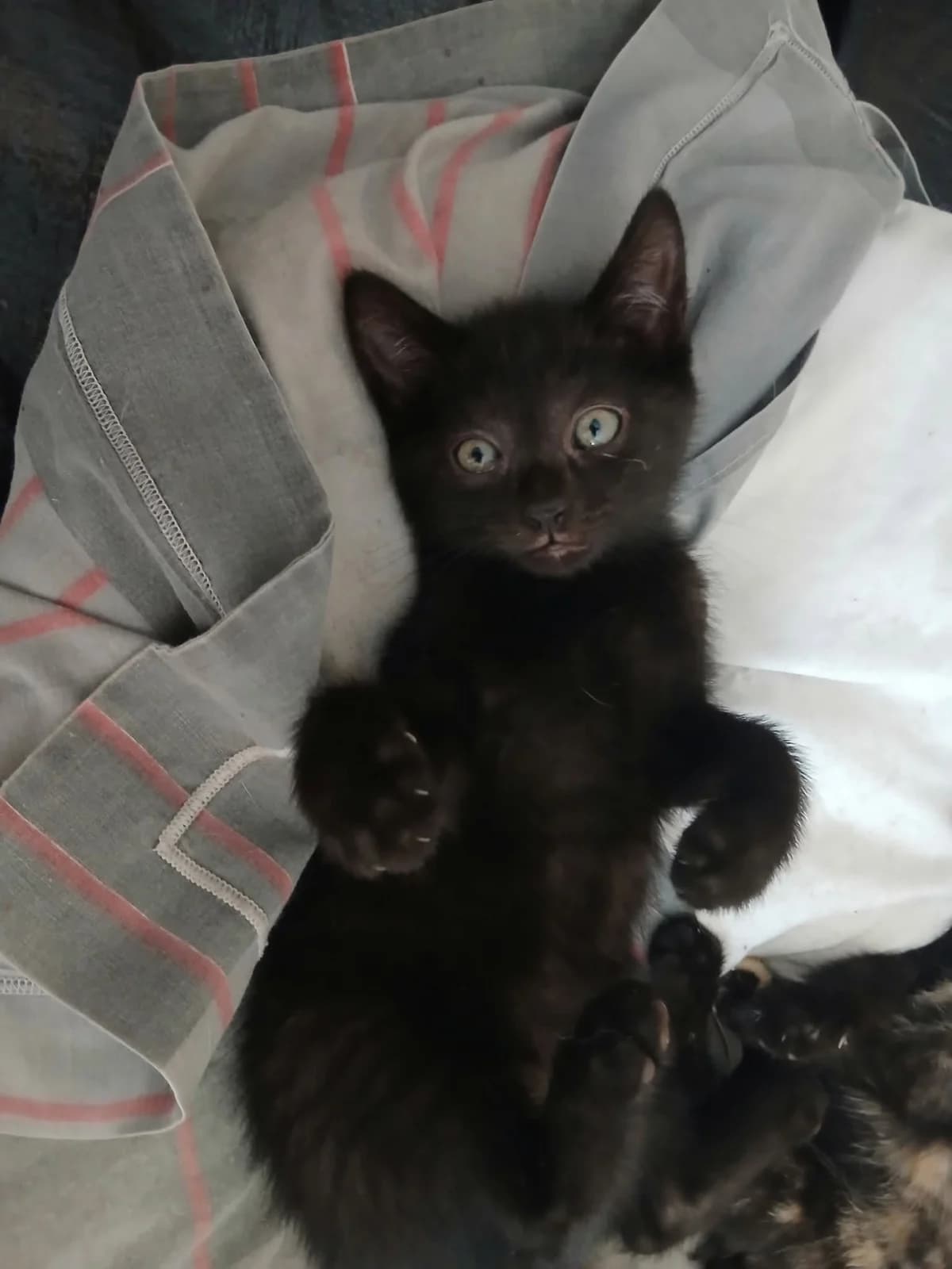 venom, male Mixed Breed for adoption at Chats