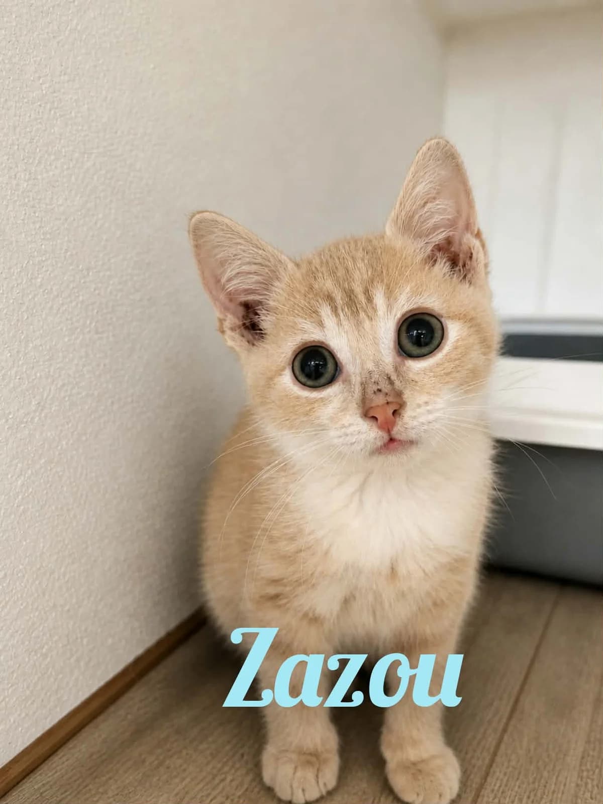 zazou, male Mixed Breed for adoption at Chats