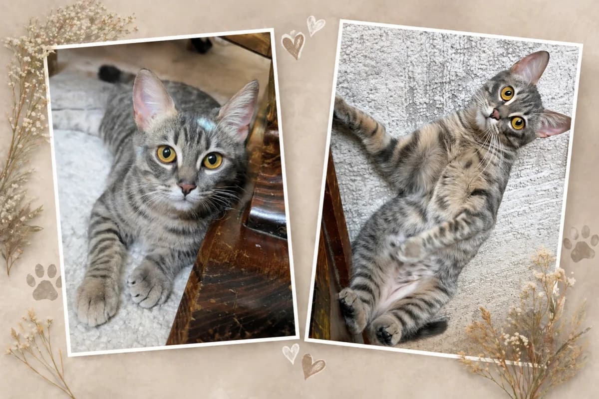 BECKY, tigrée female young Mixed Breed for adoption at Chiens Chats & Compagnie (Nantes), Nantes