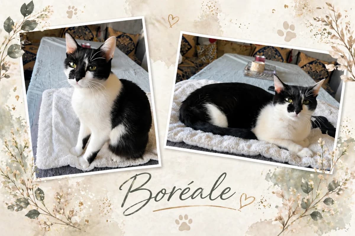 BORÉALE, noire et blanche female young Mixed Breed for adoption at Chiens Chats & Compagnie (Nantes), Nantes