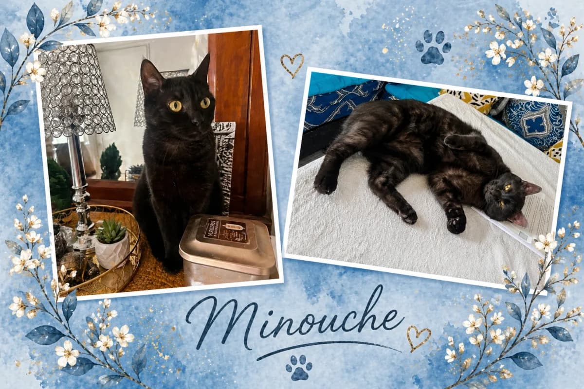 MINOUCHE, noir male Mixed Breed for adoption at Chiens Chats & Compagnie (Nantes), Nantes