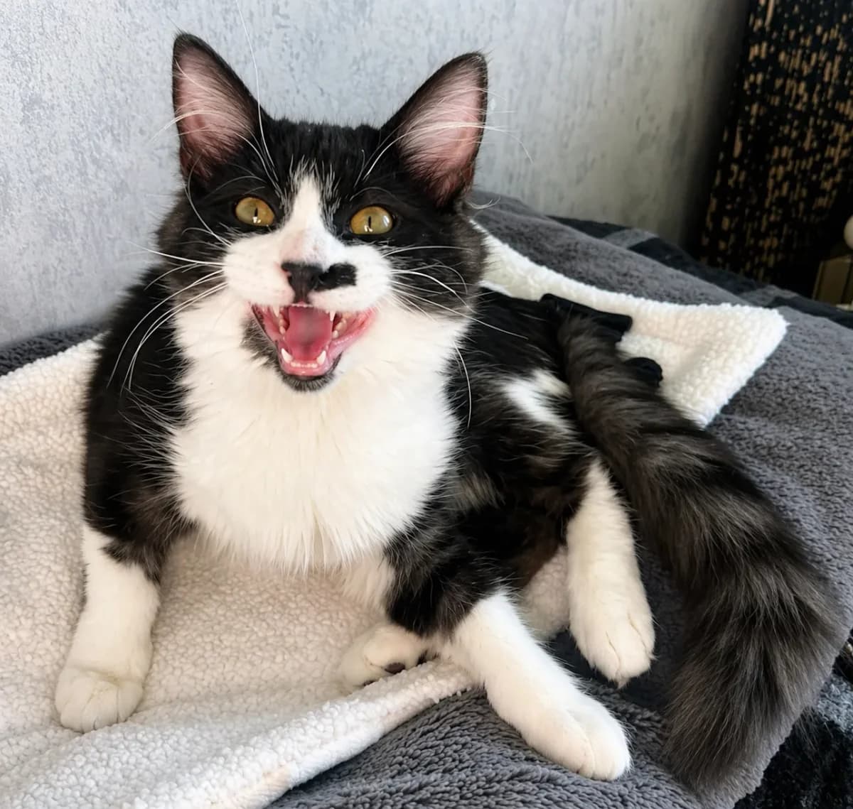 BYRON, noir et blanc male Mixed Breed for adoption at Chiens Chats & Compagnie (Nantes), Nantes
