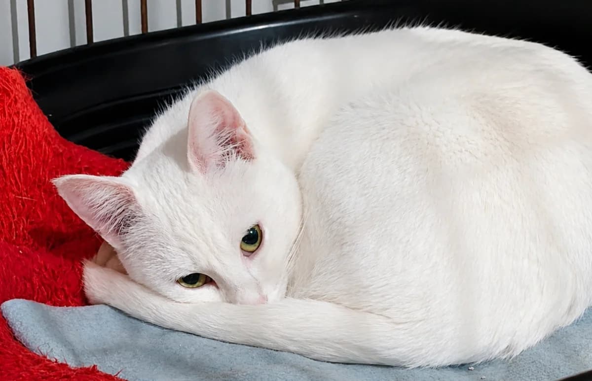 BÉGONIA, blanche female young Mixed Breed for adoption at Chiens Chats & Compagnie (Nantes), Nantes