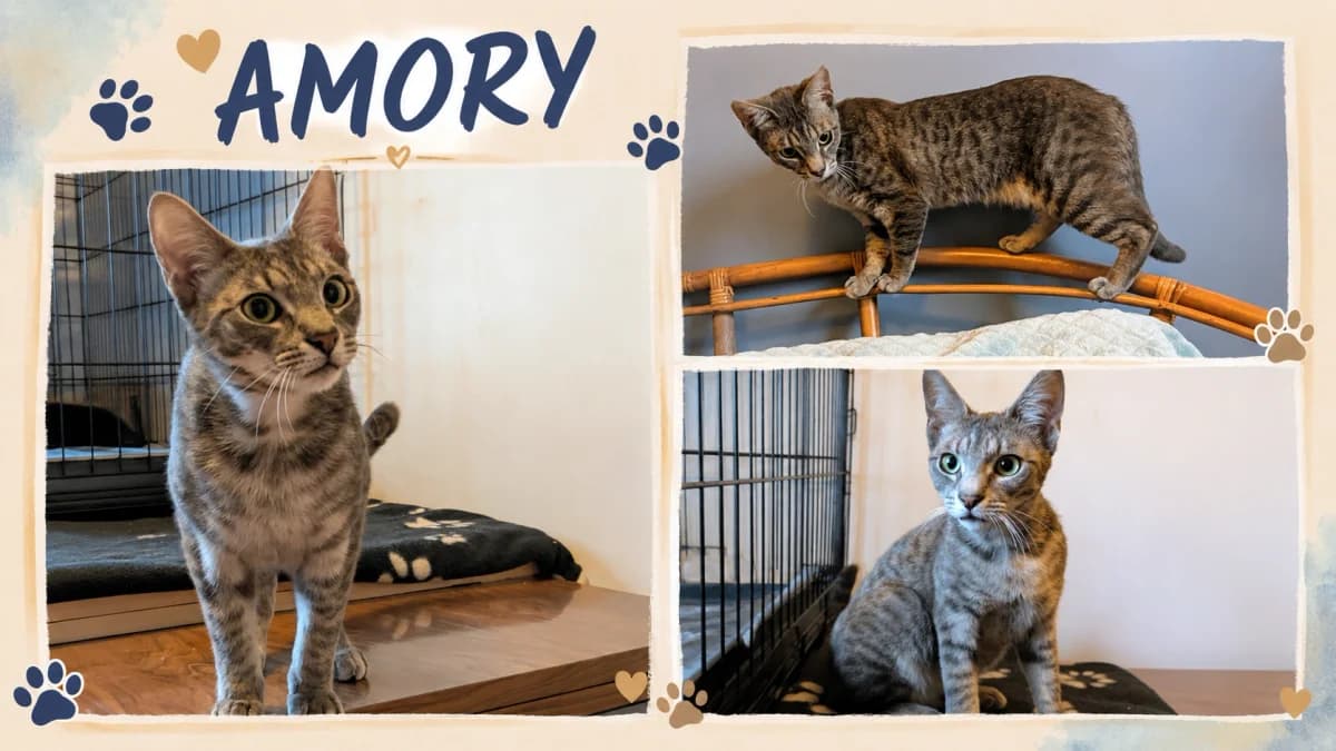 AMORY, tigré male young Mixed Breed for adoption at Chiens Chats & Compagnie (Nantes), Nantes