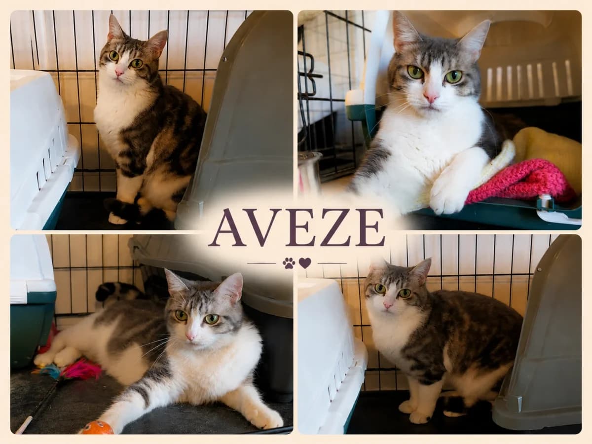 AVÈZE, tigrée et blanche female 3yo Mixed Breed for adoption at Chiens Chats & Compagnie (Nantes), Nantes