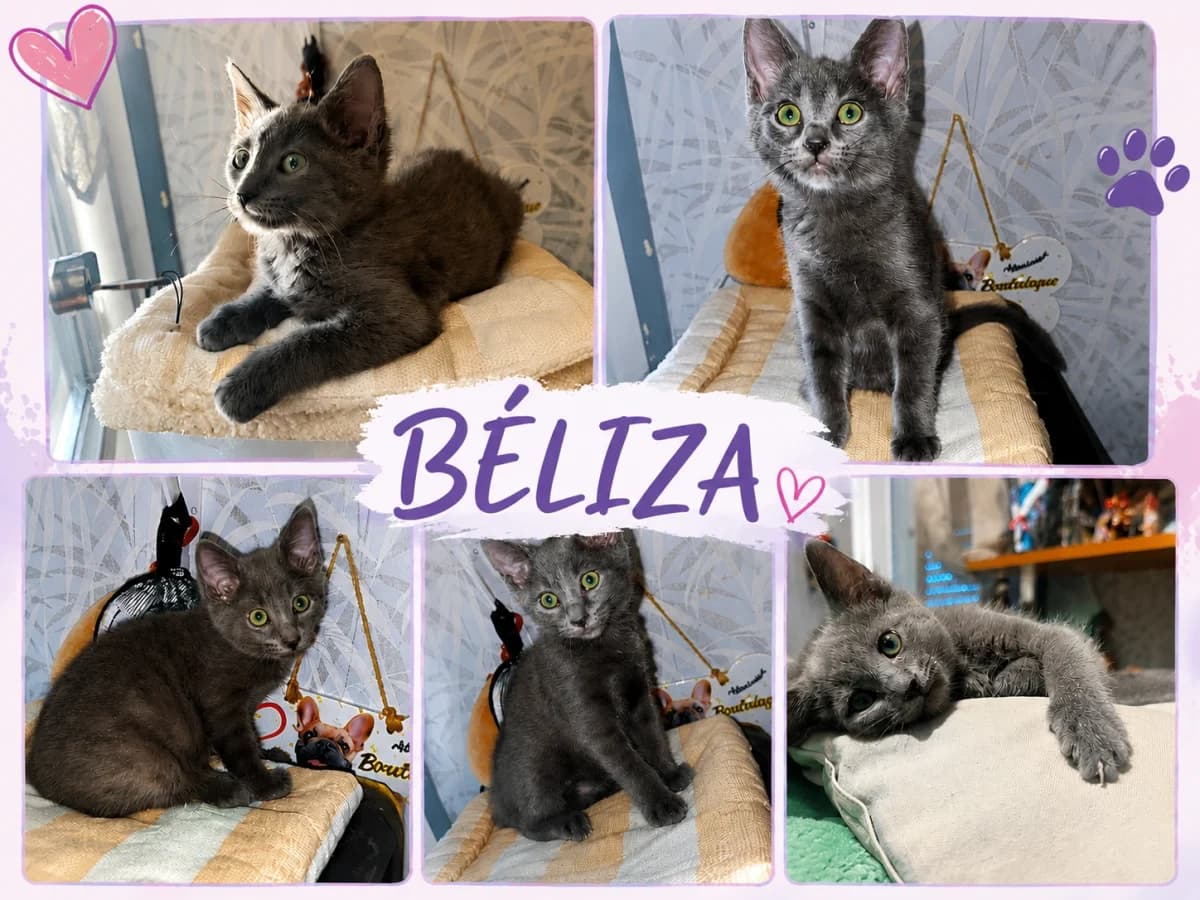 BÉLIZA, gris chartreux female puppy Mixed Breed for adoption at Chiens Chats & Compagnie (Nantes), Nantes