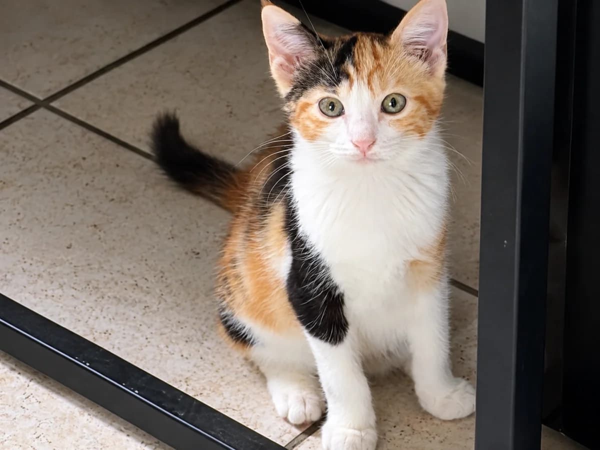 BÉRYL, Tigrée female puppy Mixed Breed for adoption at Chiens Chats & Compagnie (Nantes), Nantes