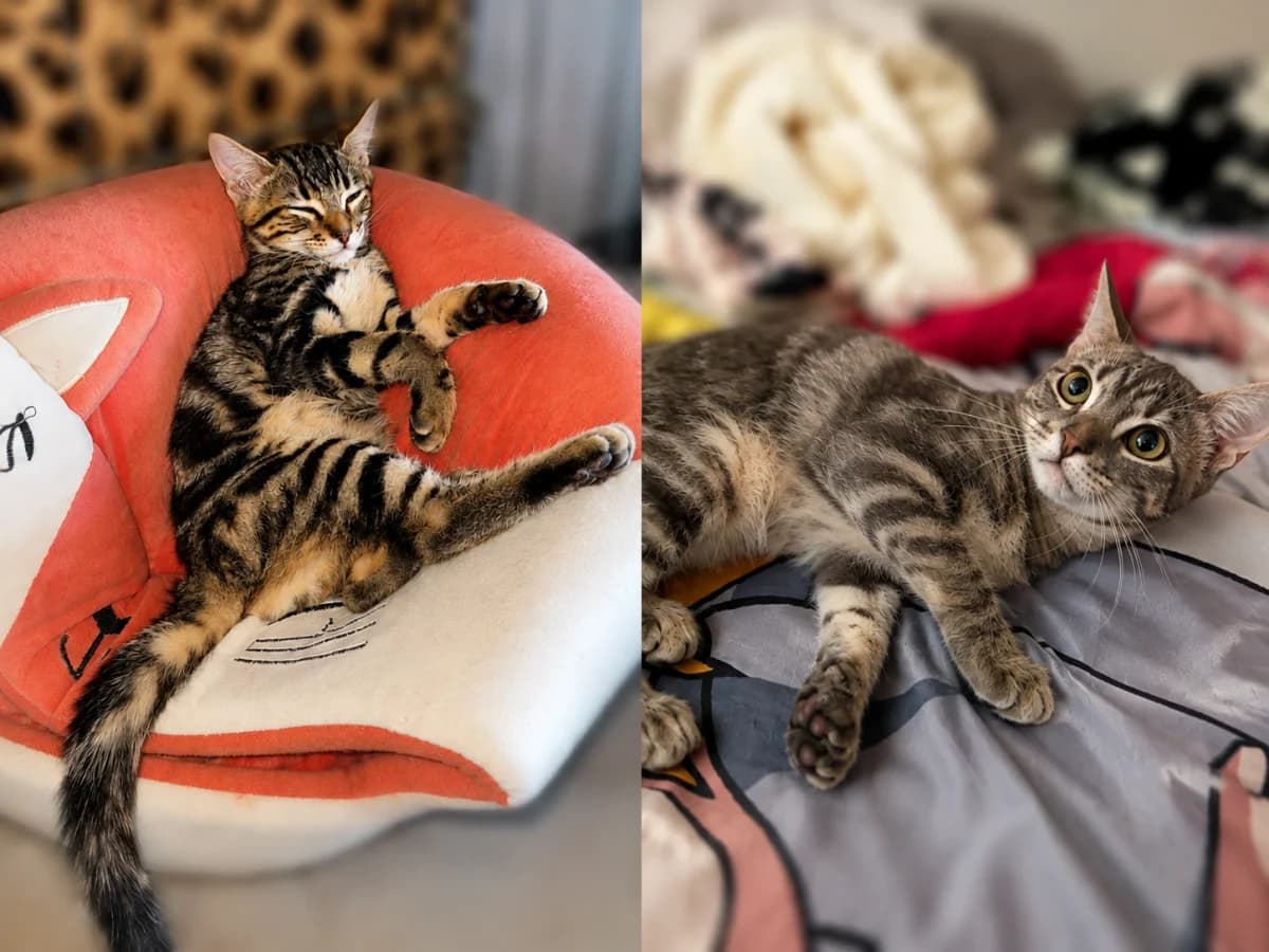 BIBOU, Brown tabby male puppy Mixed Breed for adoption at Chiens Chats & Compagnie (Nantes), Nantes
