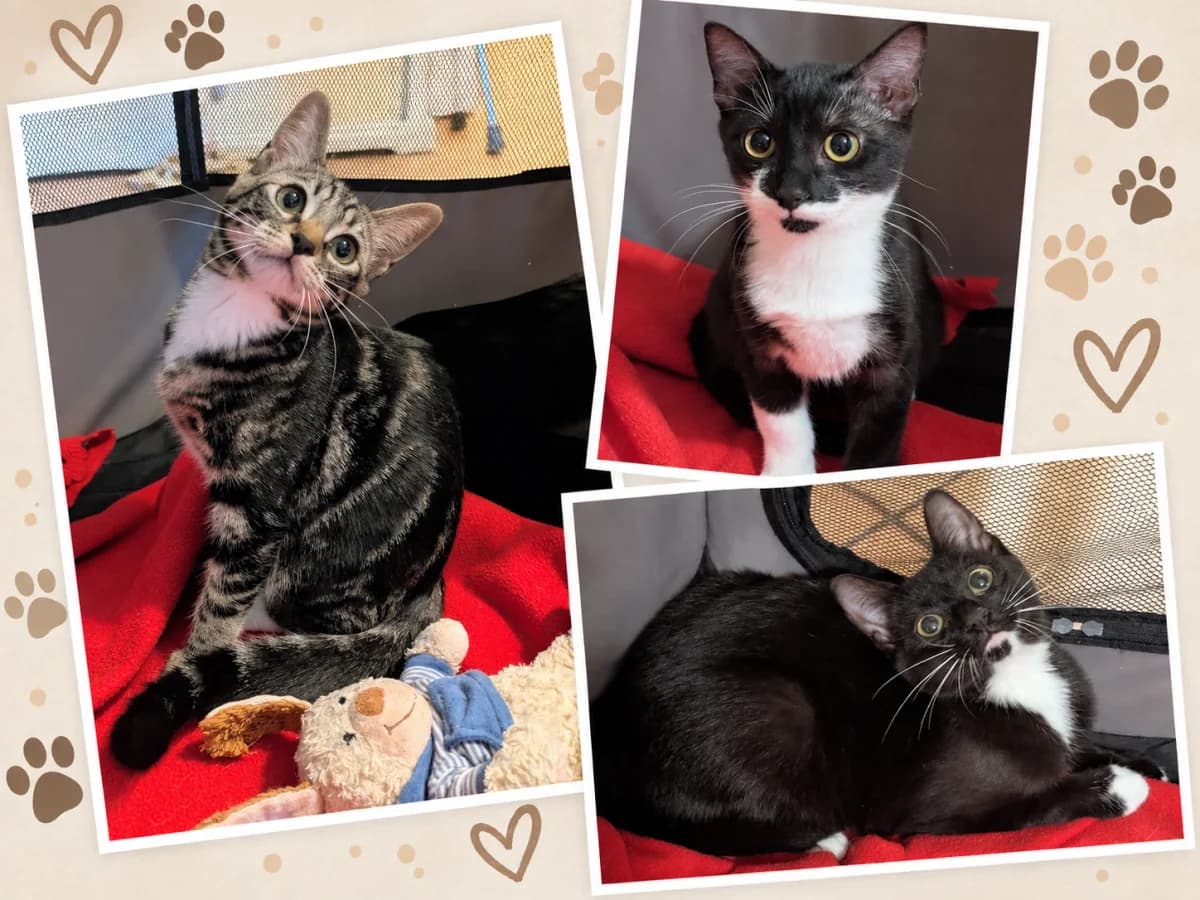 BALOO, noir et blanc male puppy Mixed Breed for adoption at Chiens Chats & Compagnie (Nantes), Nantes