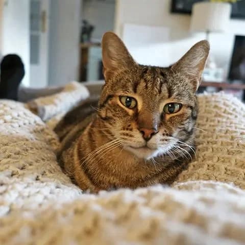 LOULOU, noir et blanc male 6yo Mixed Breed for adoption at Chiens Chats & Compagnie (Nantes), Nantes