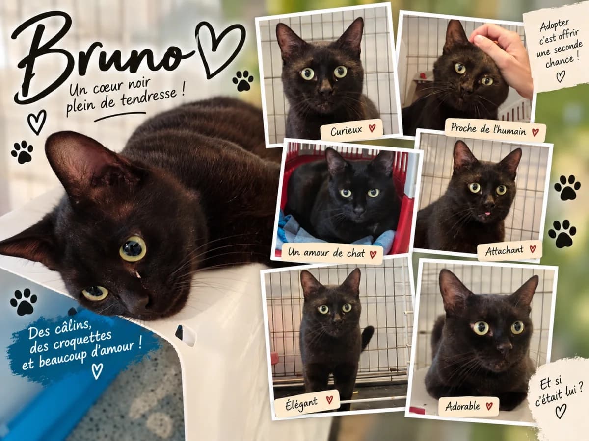 BRUNO, noir male young Mixed Breed for adoption at Chiens Chats & Compagnie (Nantes), Nantes