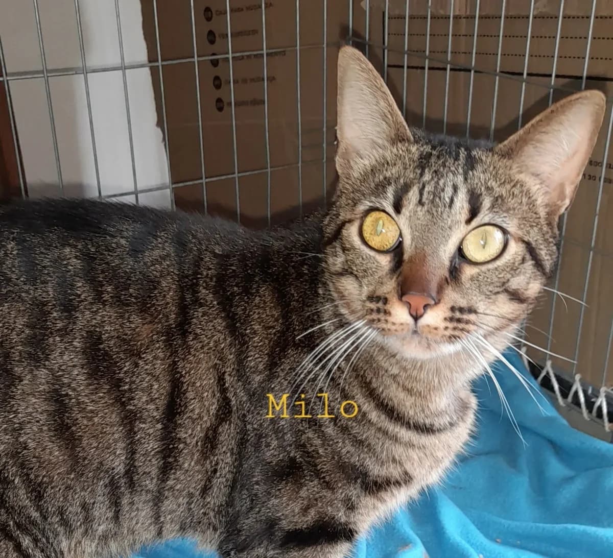 MILO, male 6yo Mixed Breed for adoption at Chiens Chats & Compagnie (Nantes), Nantes