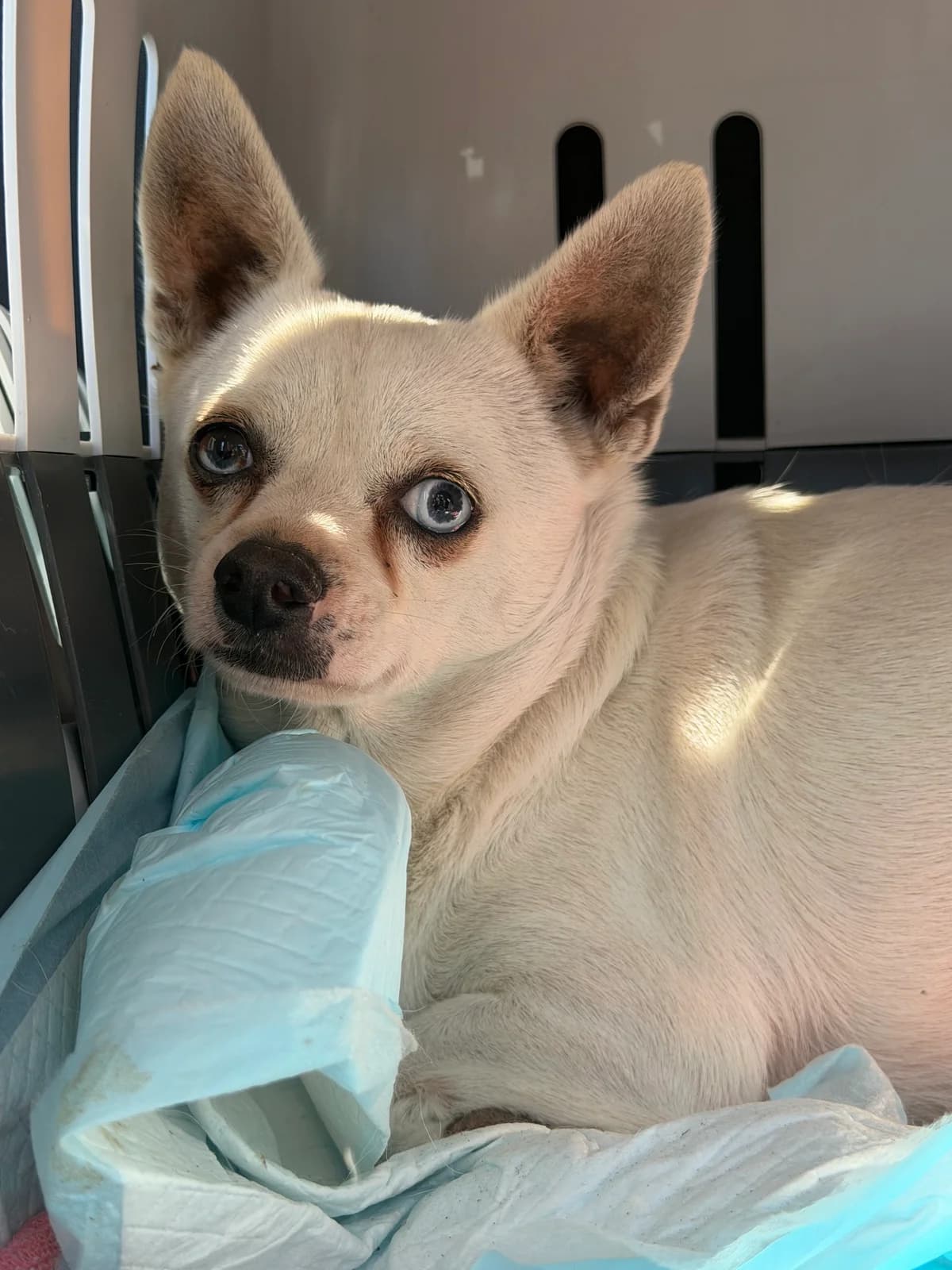 Massimo, senior Pug for adoption at Chihuahua en détresse