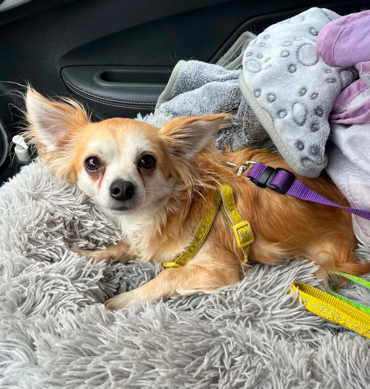 Vivaldi, mixed breed for adoption at Chihuahua en détresse