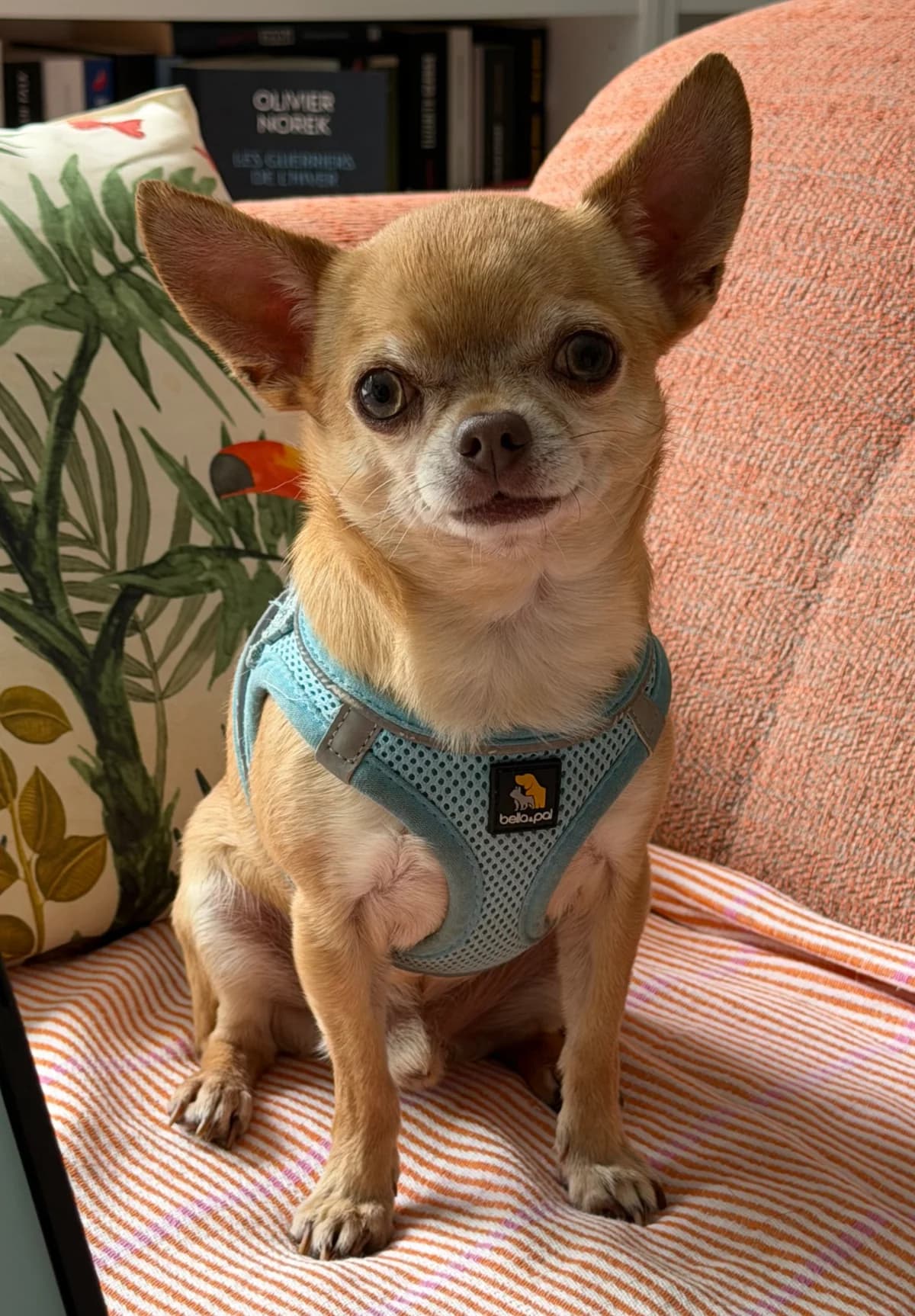 Rusty, Chihuahua for adoption at Chihuahua en détresse