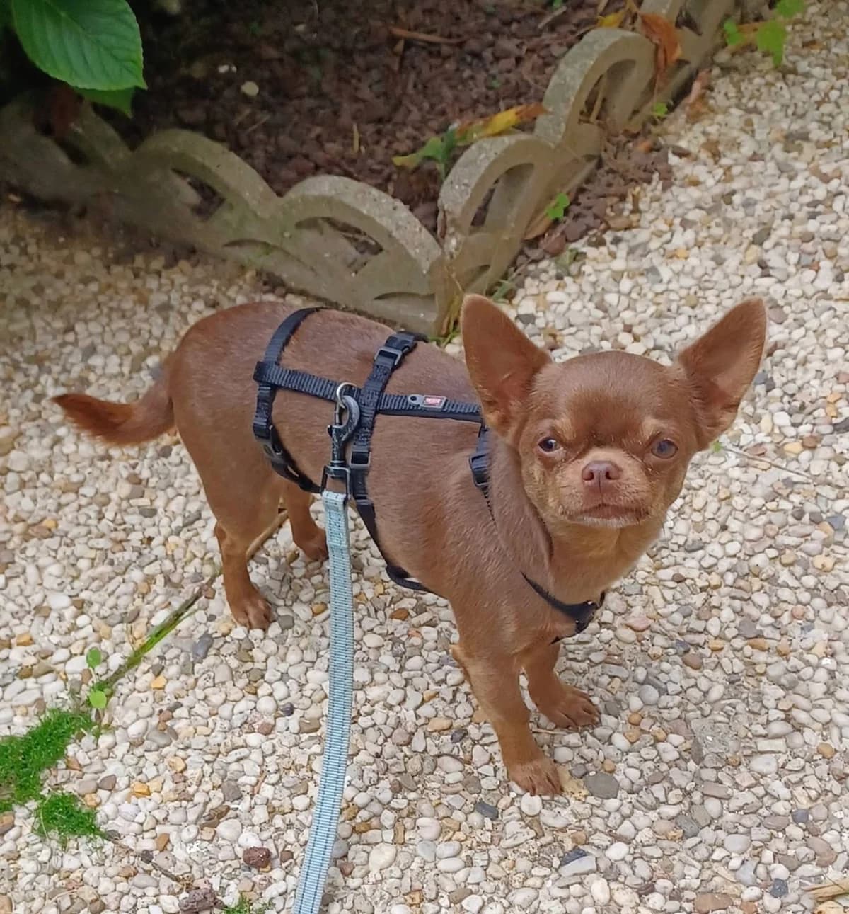 Rusty, Chihuahua for adoption at Chihuahua en détresse