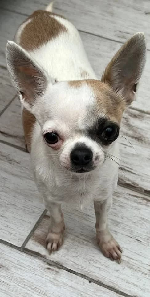Rusty, Chihuahua for adoption at Chihuahua en détresse